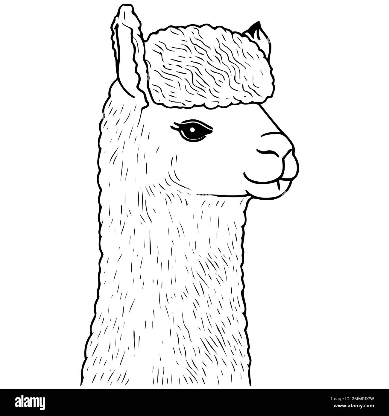 Vector illustration of camelid animal head called alpaca stock vector image art
