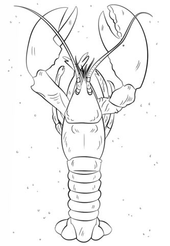 Lobster coloring page free printable coloring pages lobster art drawing tutorial lobster drawing
