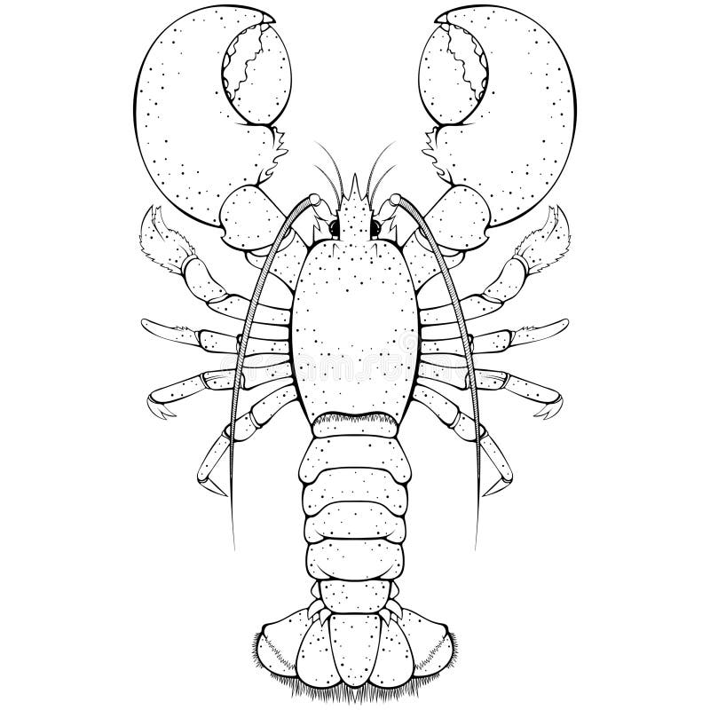 Lobster coloring stock illustrations â lobster coloring stock illustrations vectors clipart