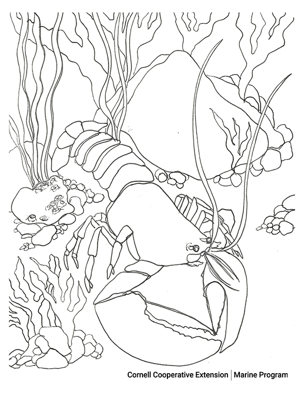 The lobster â cce marine digital education