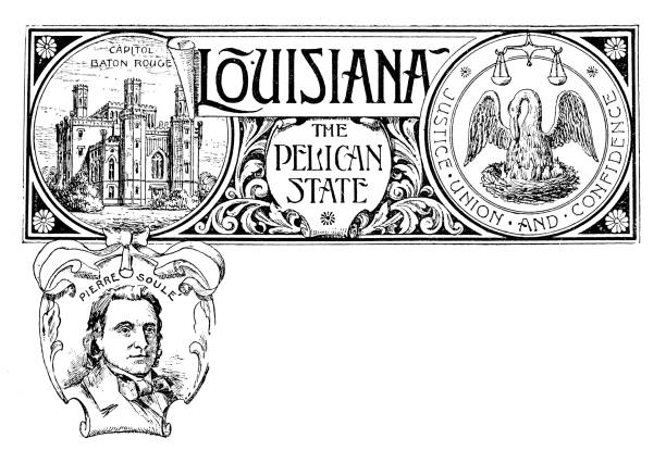 Louisiana pelican stock illustrations royalty