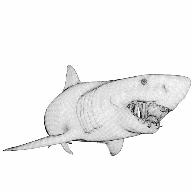 Animated white shark d model in aquatic