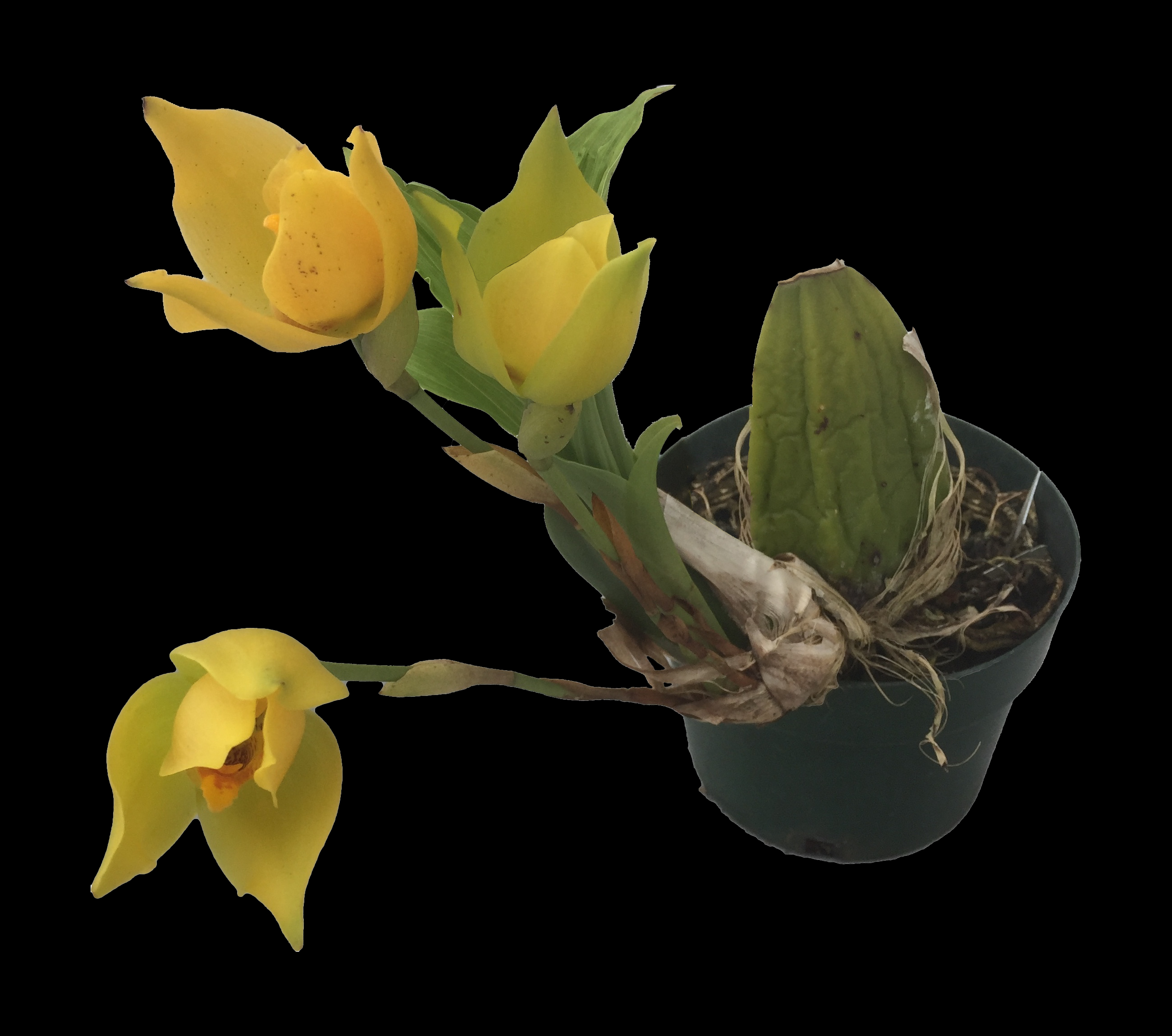 Angulocaste cup of gold fragrant longlasting blooms hardy vigorous easy to grow not in bloom when shipped â orchid insanity