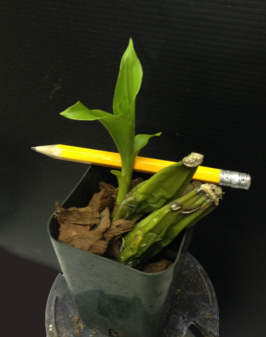 Angulocaste cup of gold fragrant longlasting blooms hardy vigorous easy to grow not in bloom when shipped â orchid insanity