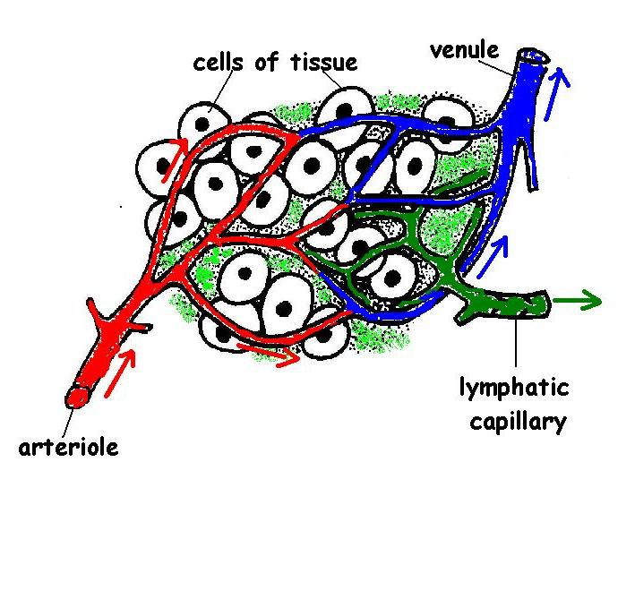 The anatomy and physiology of animalslymphatic system worksheetworksheet answers