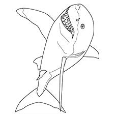 Top shark coloring pages for your little ones