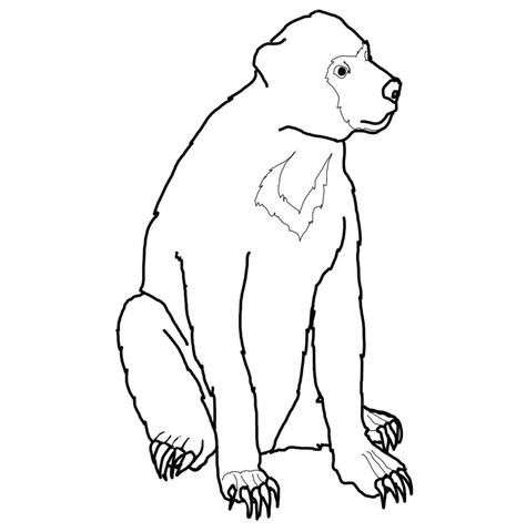 Malayan sun bear coloring page free printable coloring pages