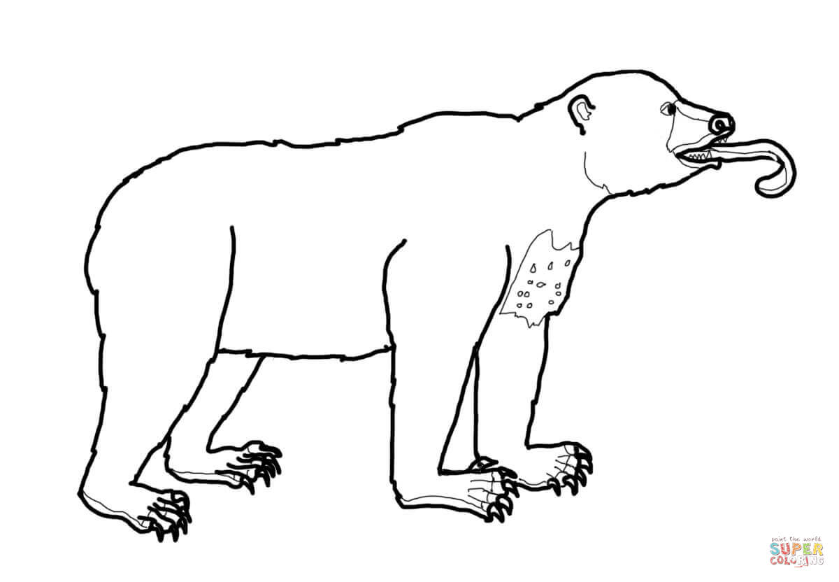 Sun bear possesses a very long tongue coloring page free printable coloring pages