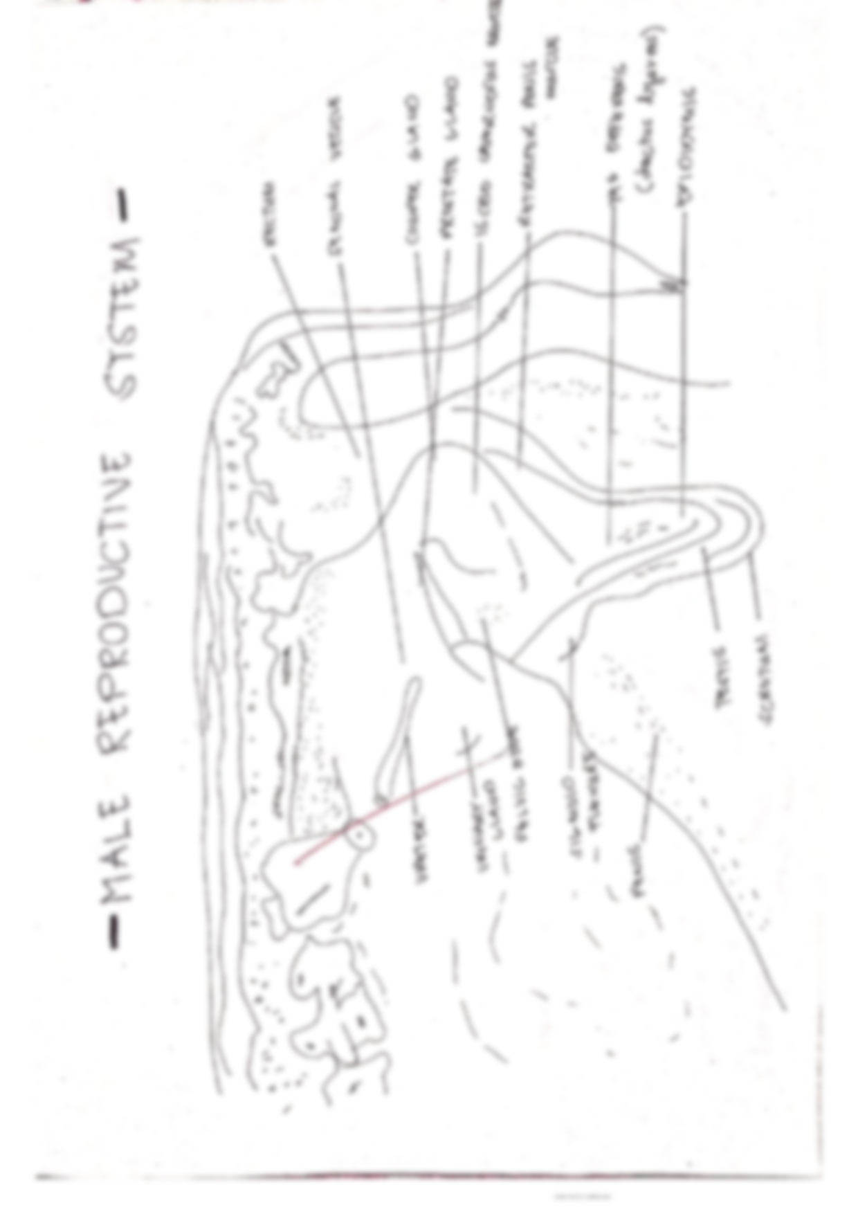 Solution animal science lab exercise reproductive system structure and function