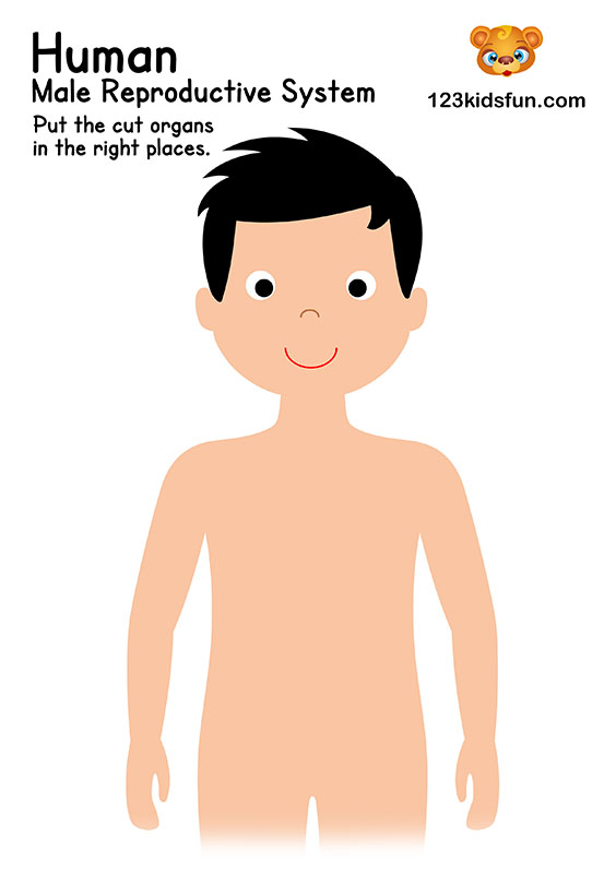Human body systems for kids free printables