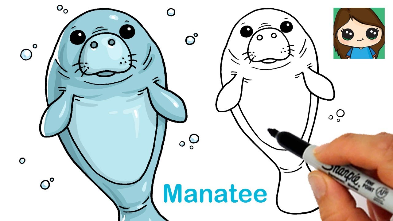 How to draw a anatee easy