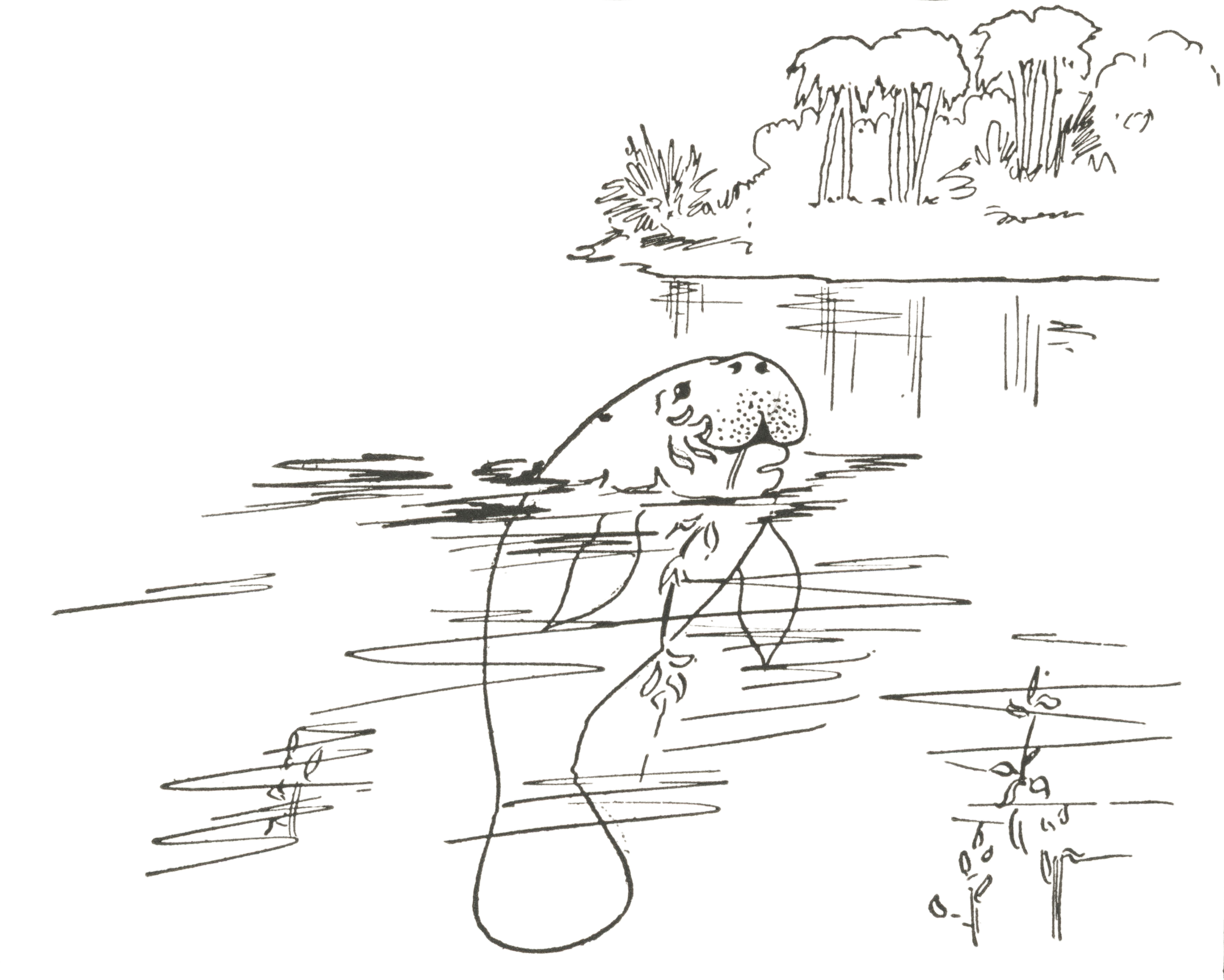 Draw manatee easy step by step
