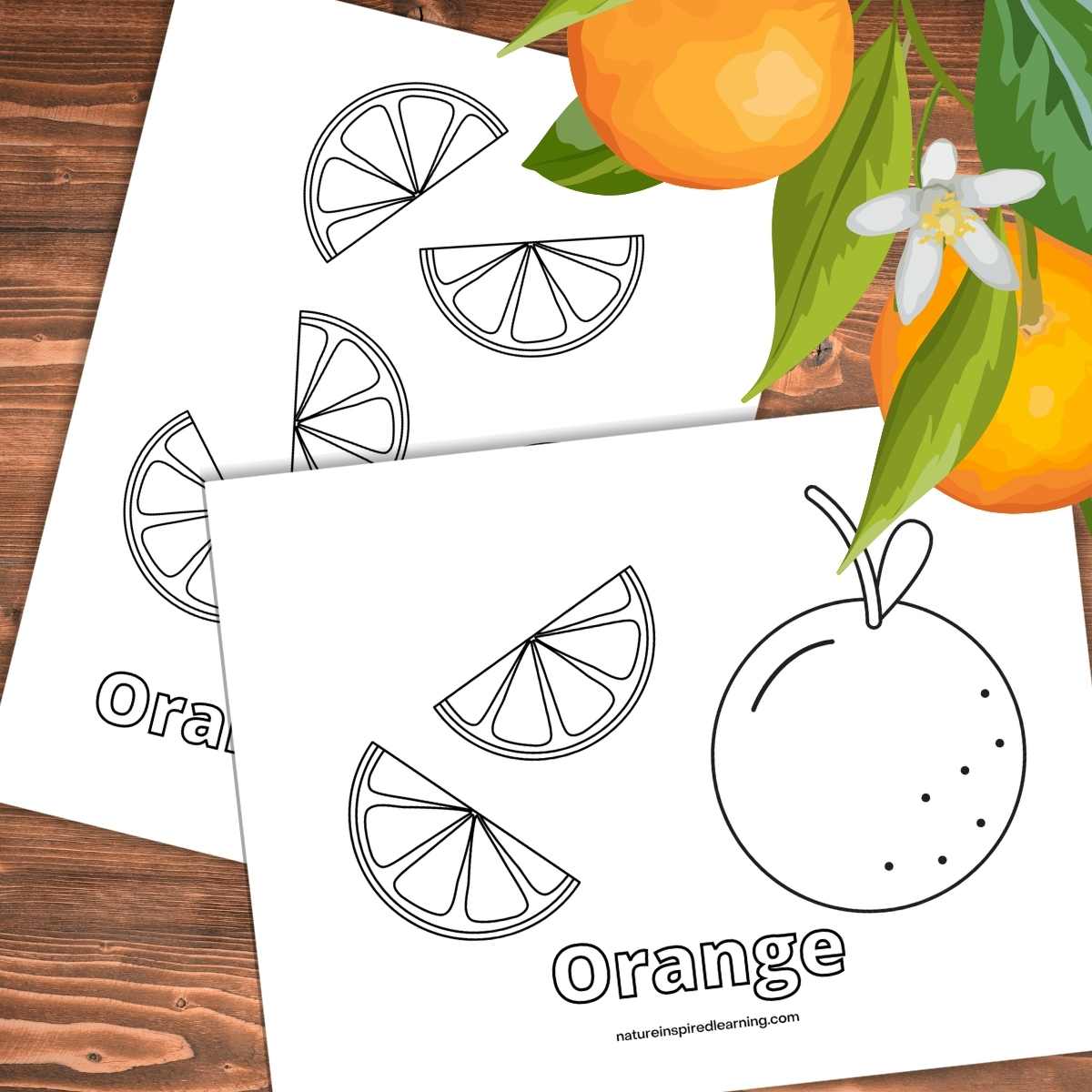 Orange coloring pages and templates