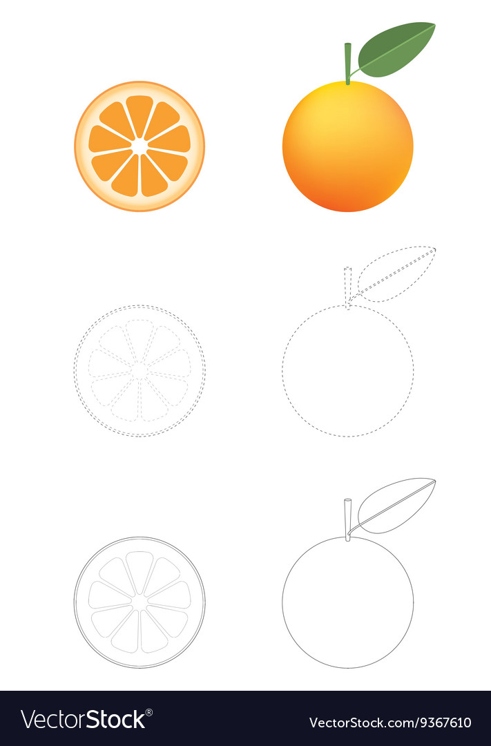 Oranges coloring pages royalty free vector image