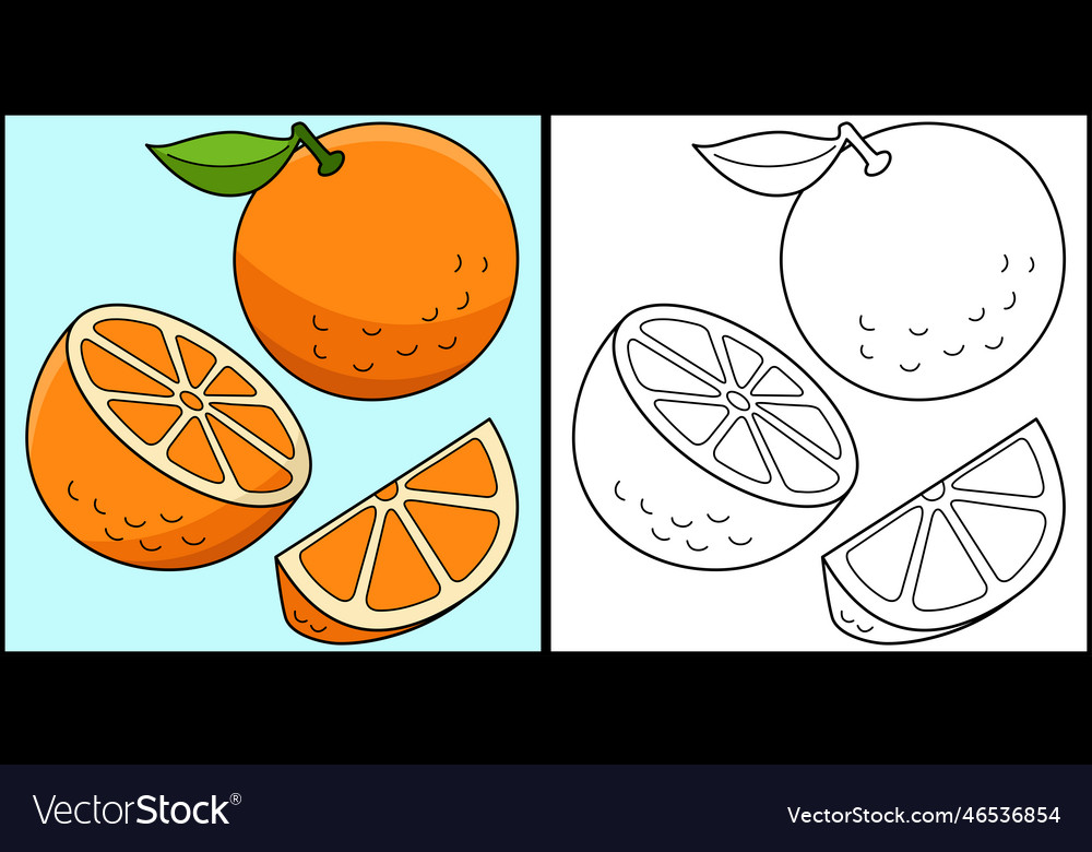 Orange fruit coloring page colored royalty free vector image