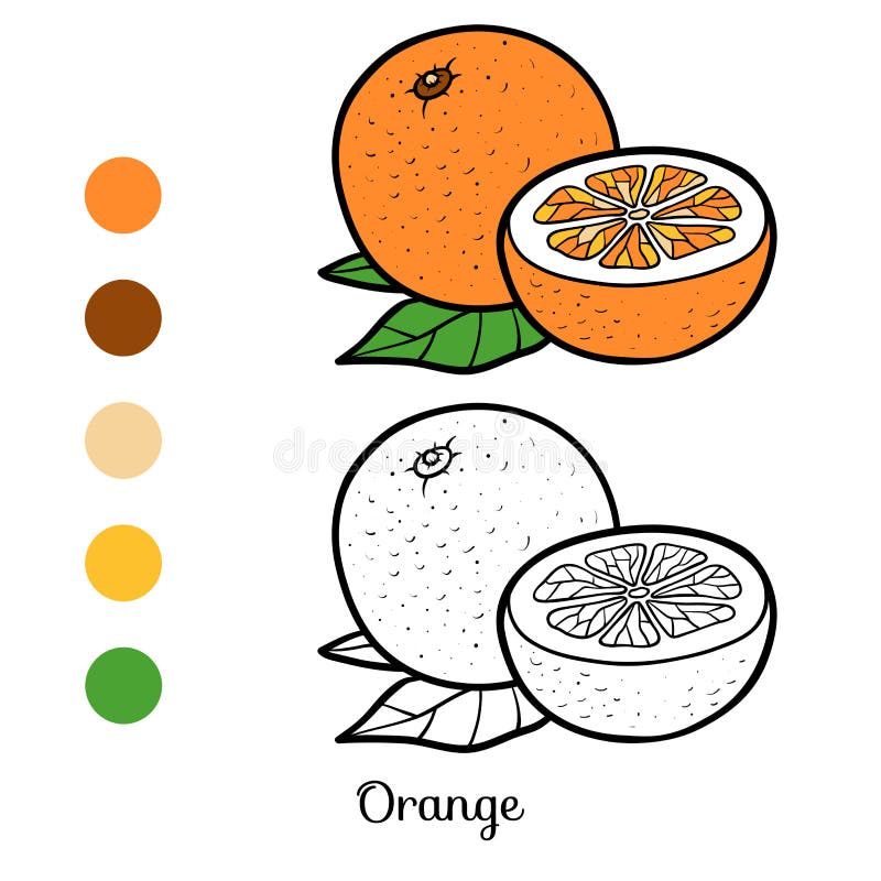 Mandarin orange stock illustrations â mandarin orange stock illustrations vectors clipart