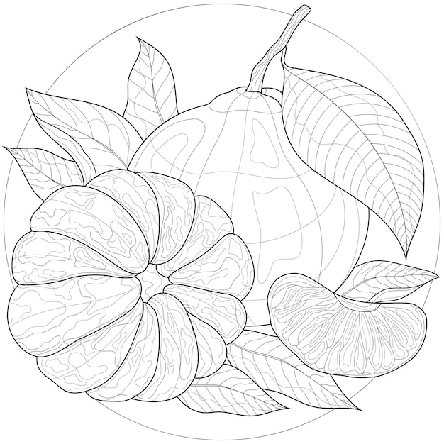 Premium vector mandarin fruitcoloring book antistress for children and adults illustration isolated on white backgroundzen