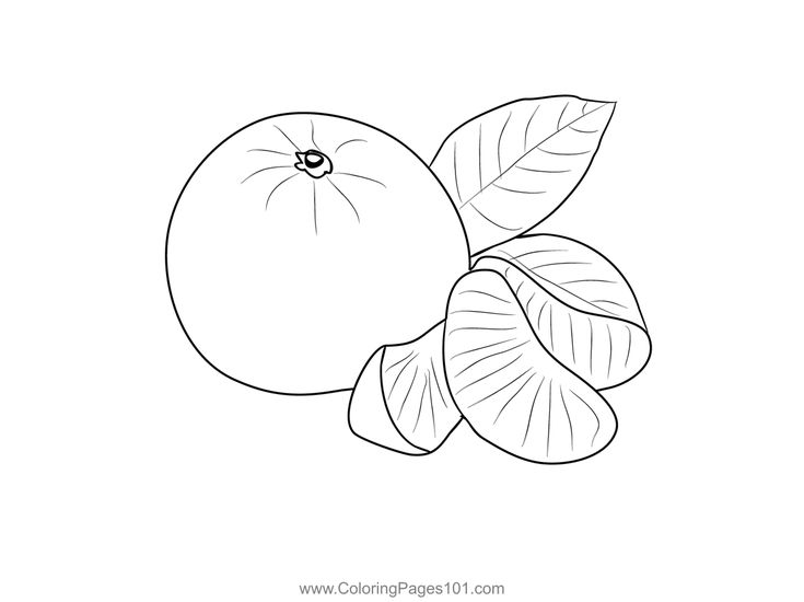 Oranges coloring page coloring pages printable coloring pages coloring pages for kids