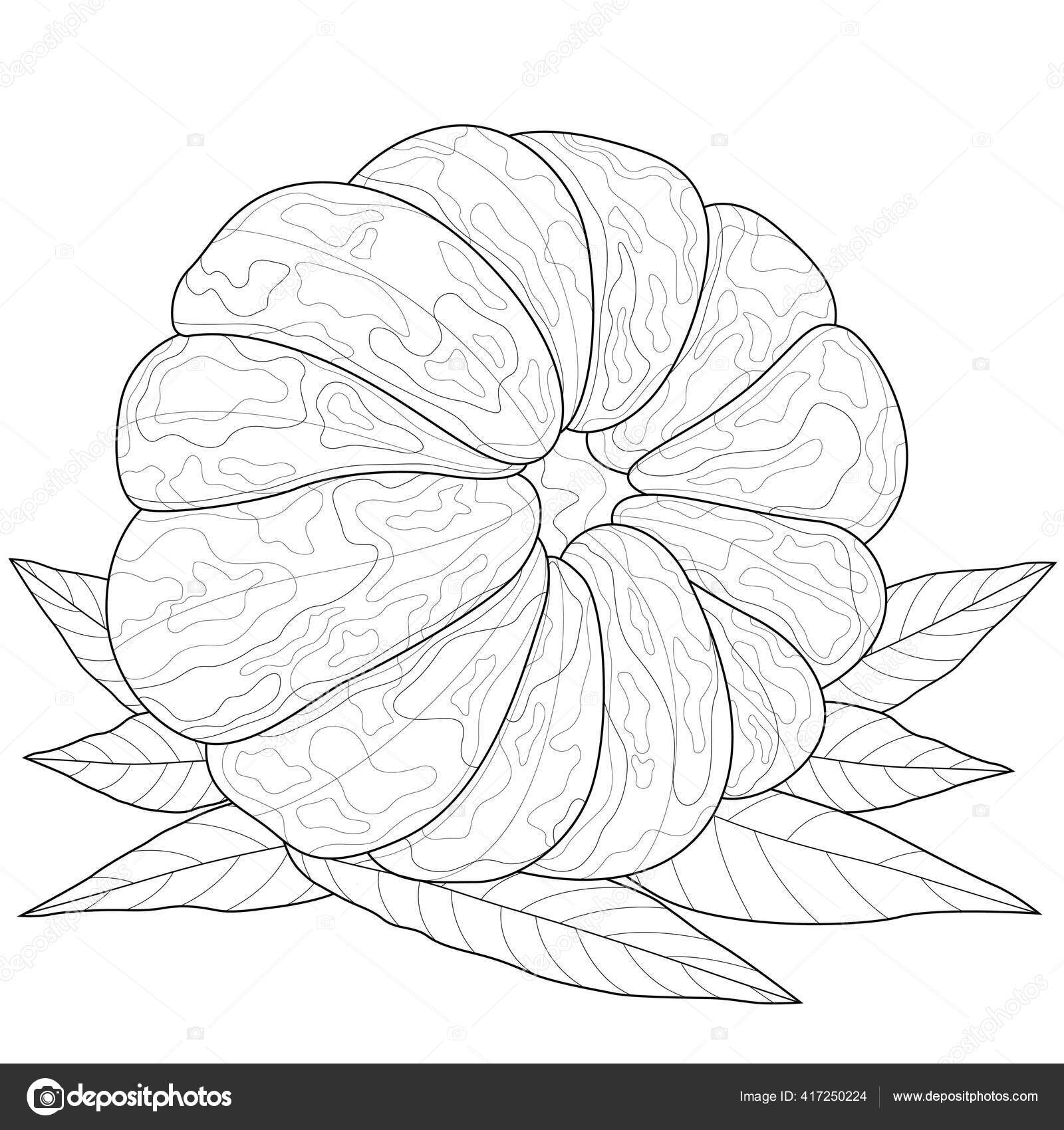 Mandarin fruit coloring book antistress children adults illustration isolated white stock vector by vlasenkoekaterinkagmail
