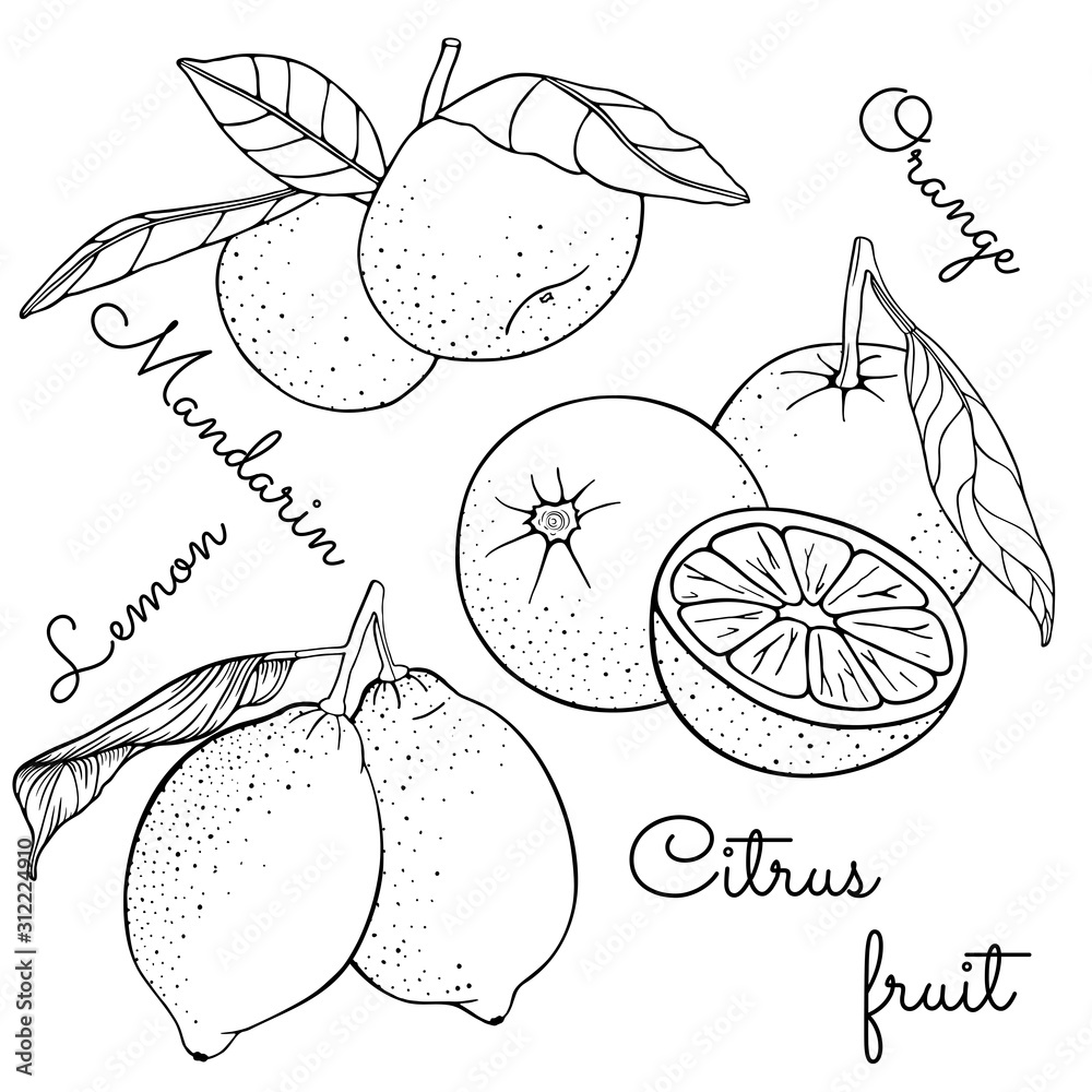 Set of citrus fruits with leaves on a branch lemon mandarin oranges tangerine clementine slice plant leaves vector illustration isolated on white background hand drawn coloring book page vector