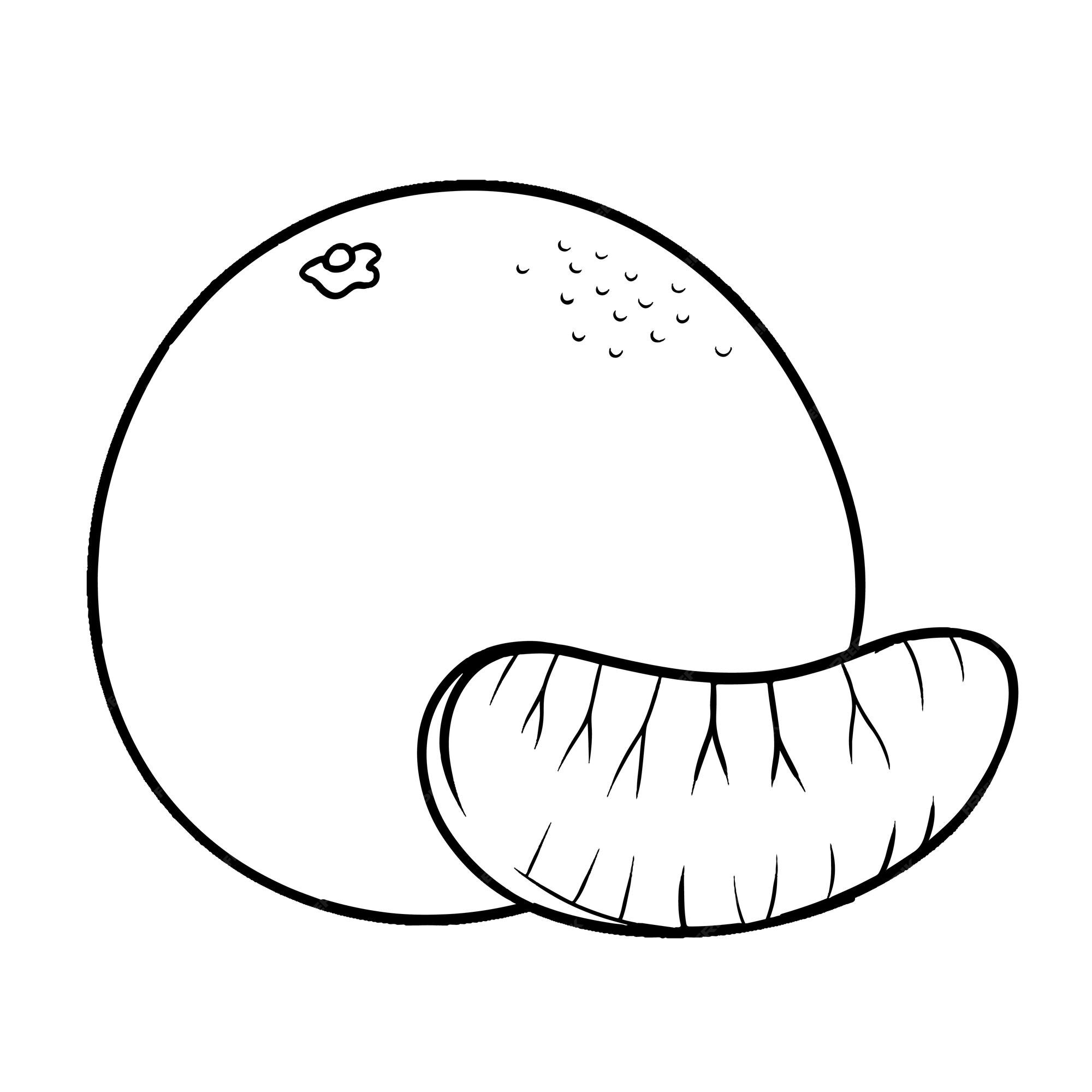 Premium vector mandarin hand drawn coloring book illustration
