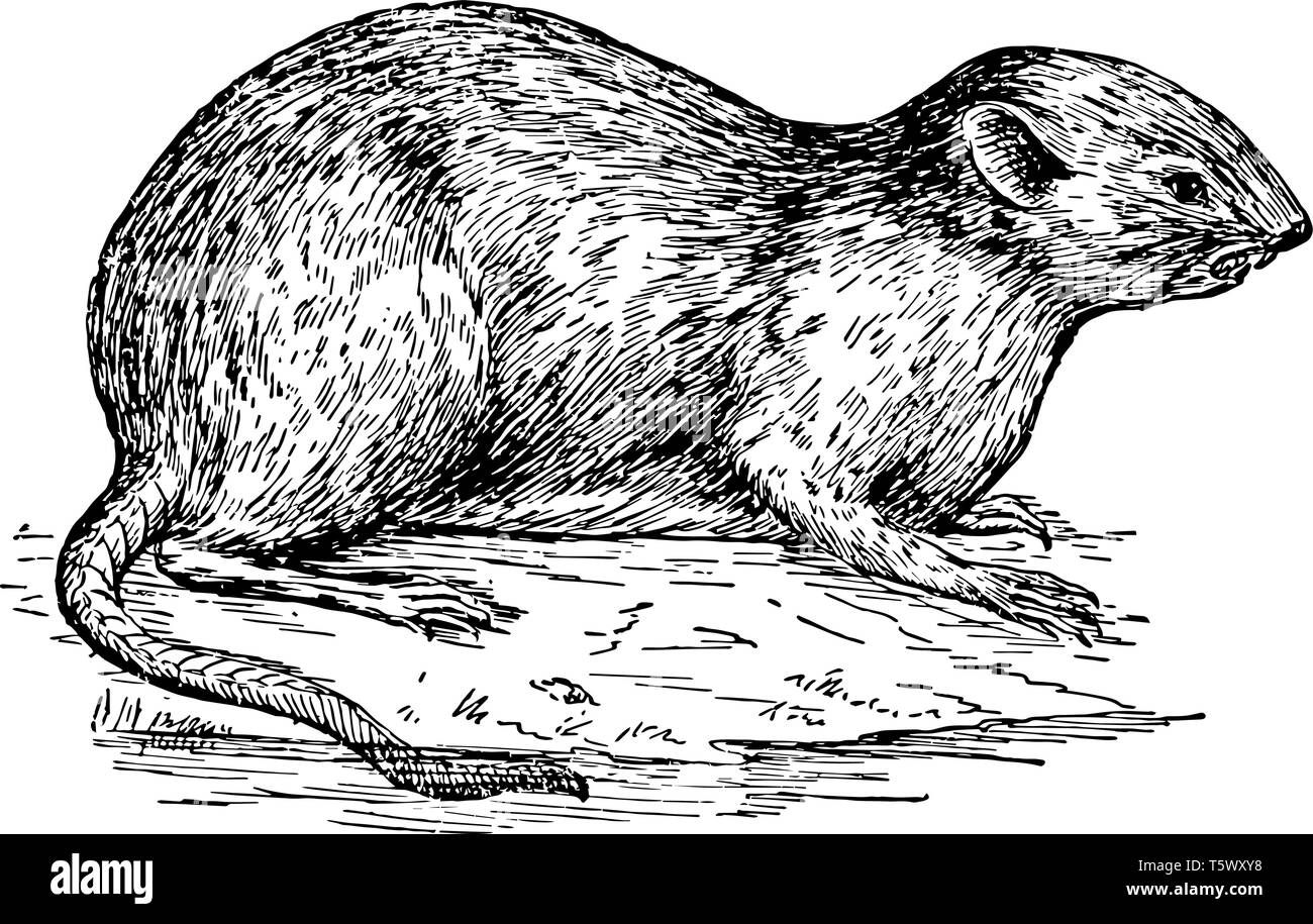 Muskrat illustration stock vector images