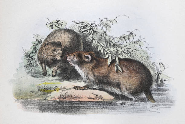 Muskrat stock illustrations royalty