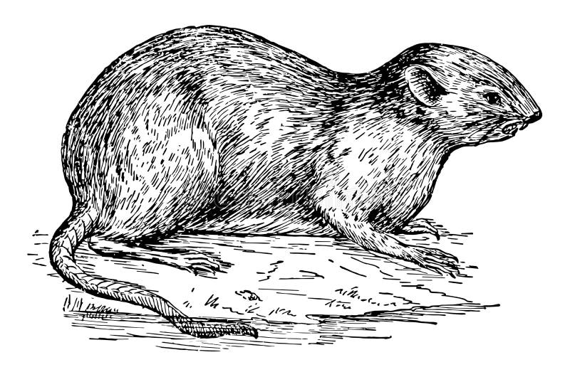 Muskrat illustration stock illustrations â muskrat illustration stock illustrations vectors clipart