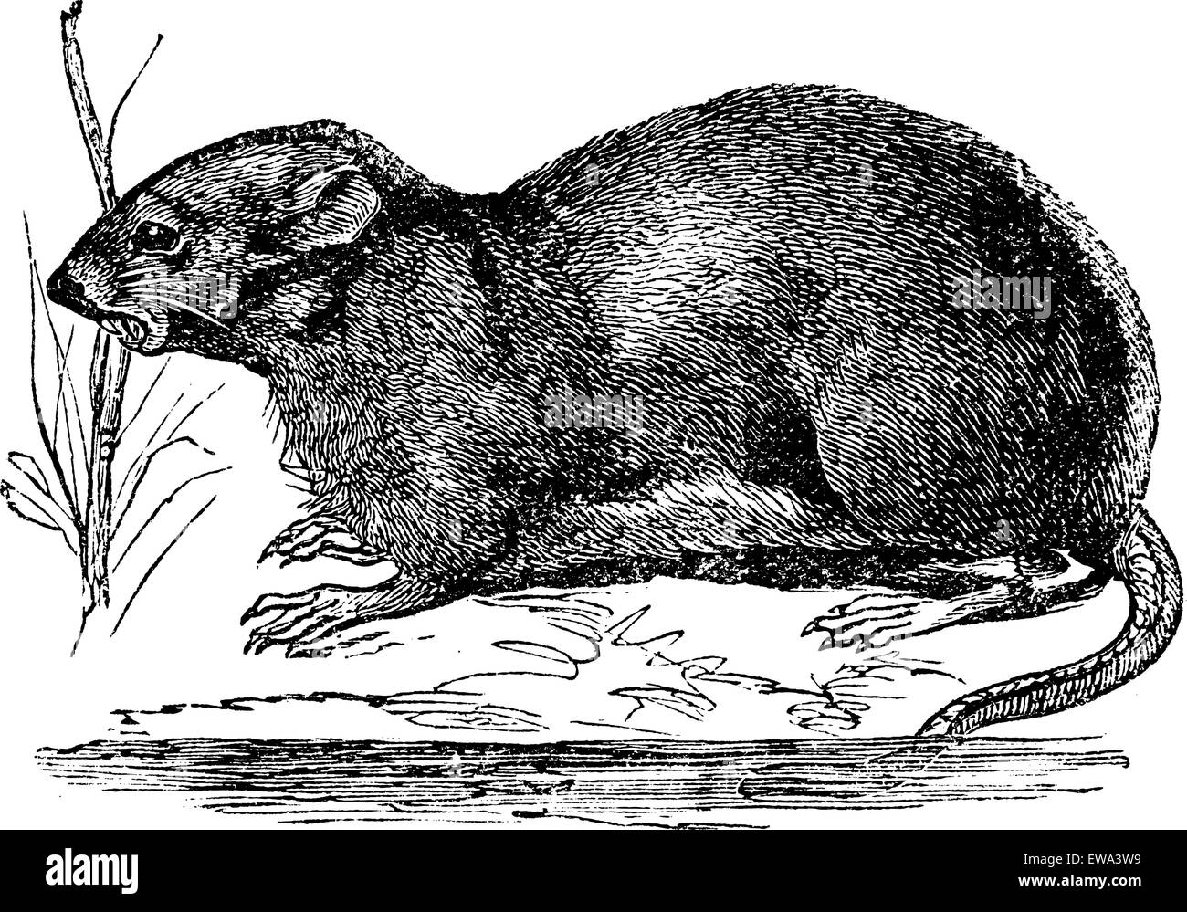 Muskrat illustration stock vector images