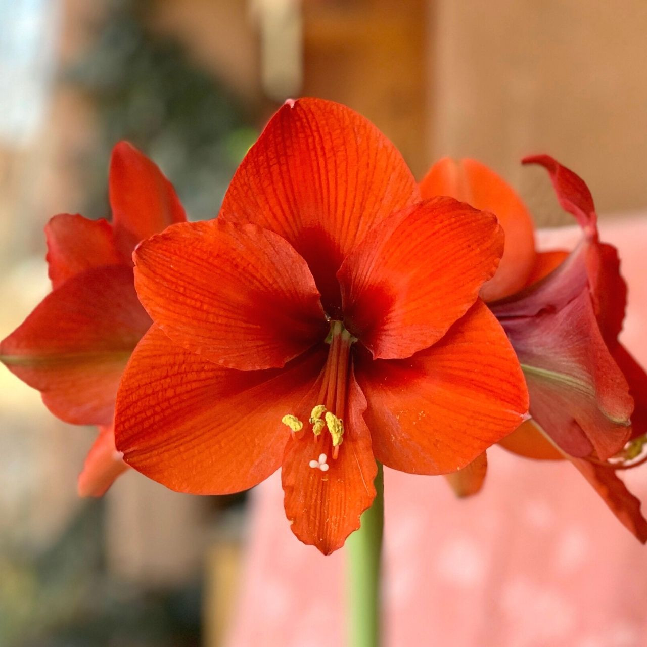 Amaryllis single naranja