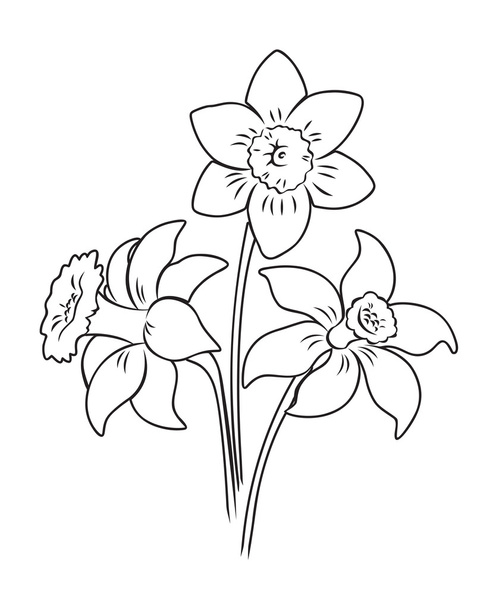 Narcissus flower free stock vectors