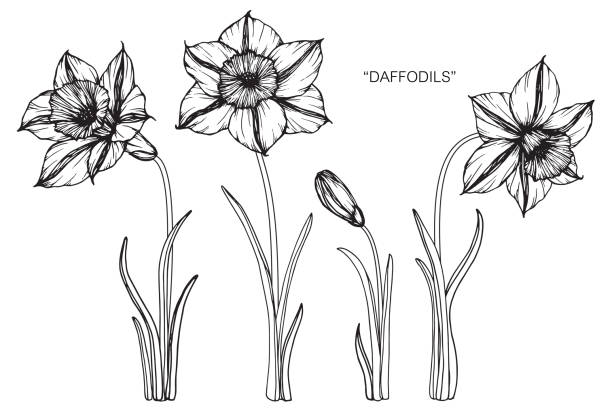 Narcissus flower tattoos stock illustrations royalty