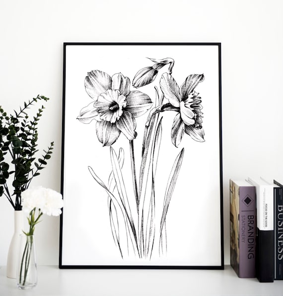 Narcissus sketch daffodil line drawing december birth flower large print coloring page botanical prints a floral hygge black white
