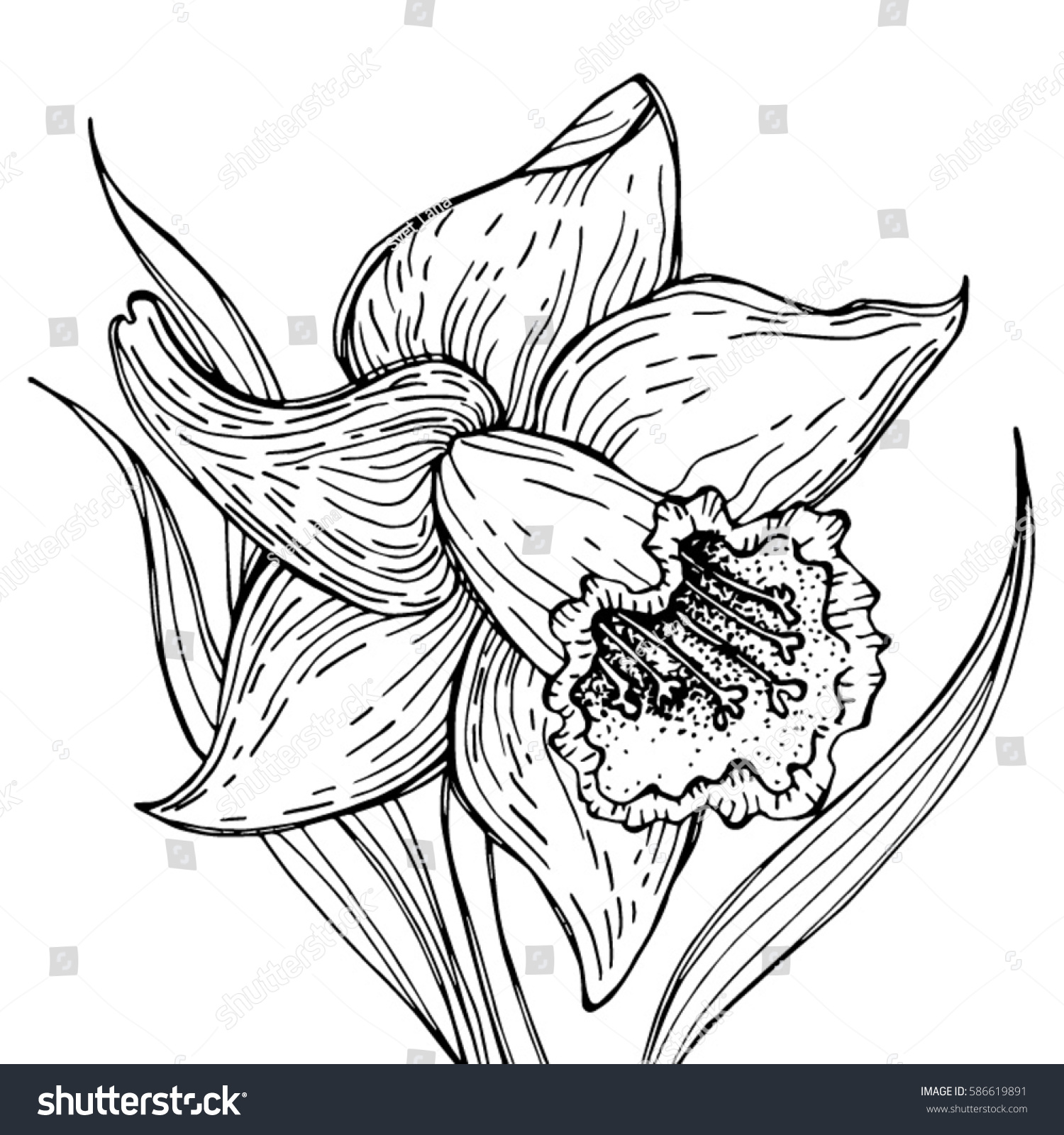 Narcissus flower image tattoo label decorative stock vector royalty free