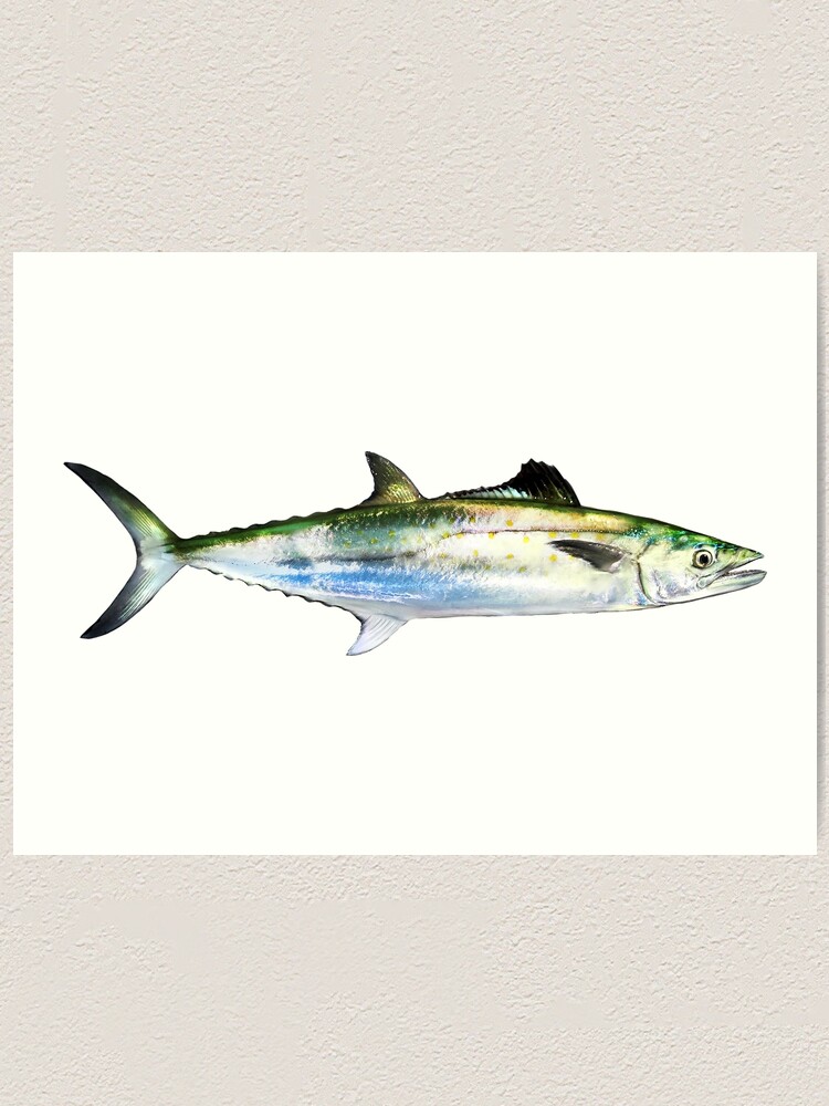 Spanish mackerel art print for sale by william lee
