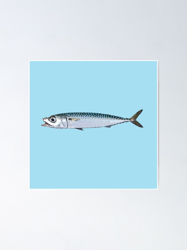 Pacific chub mackerel color design poster for sale by designsasstultd