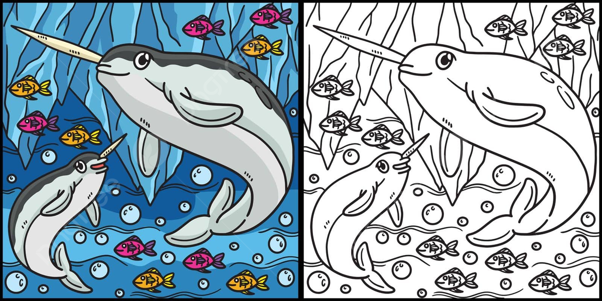 Narwhale coloring book png transparent images free download vector files