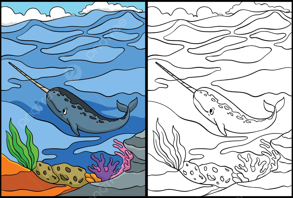 Narwhale coloring book png transparent images free download vector files