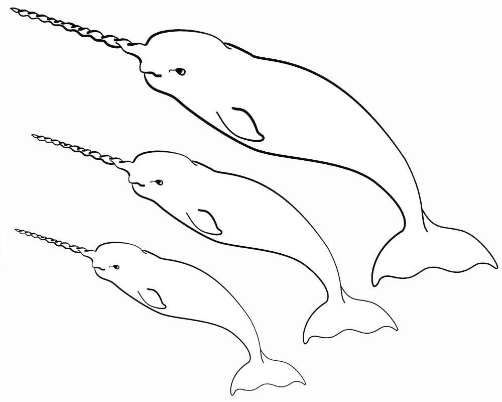 Narwhal coloring pag