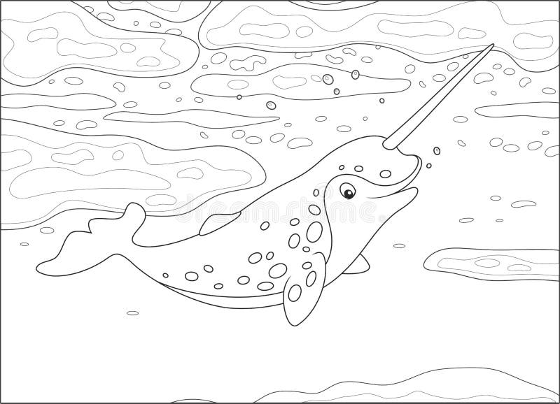 Arctic narwhal stock illustrations â arctic narwhal stock illustrations vectors clipart