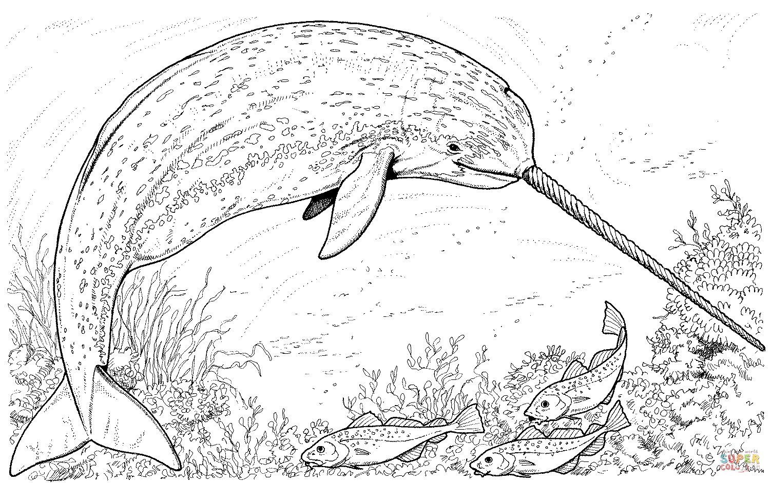 Arctic narwhal whale coloring page free printable coloring pages