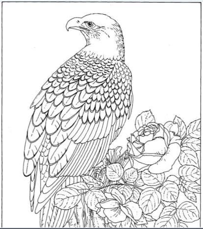 Backyard animals and nature coloring books free coloring pages