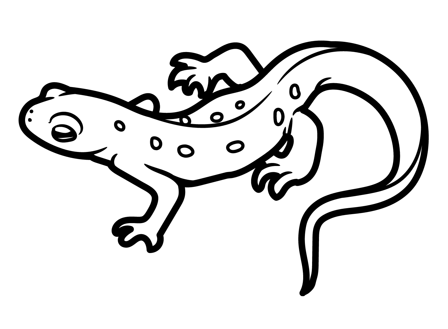 Newt coloring pages