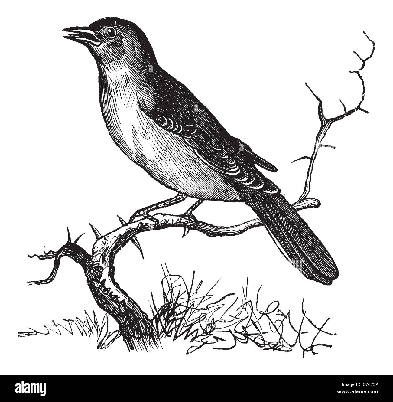 Nightingale bird a cut out stock images pictures
