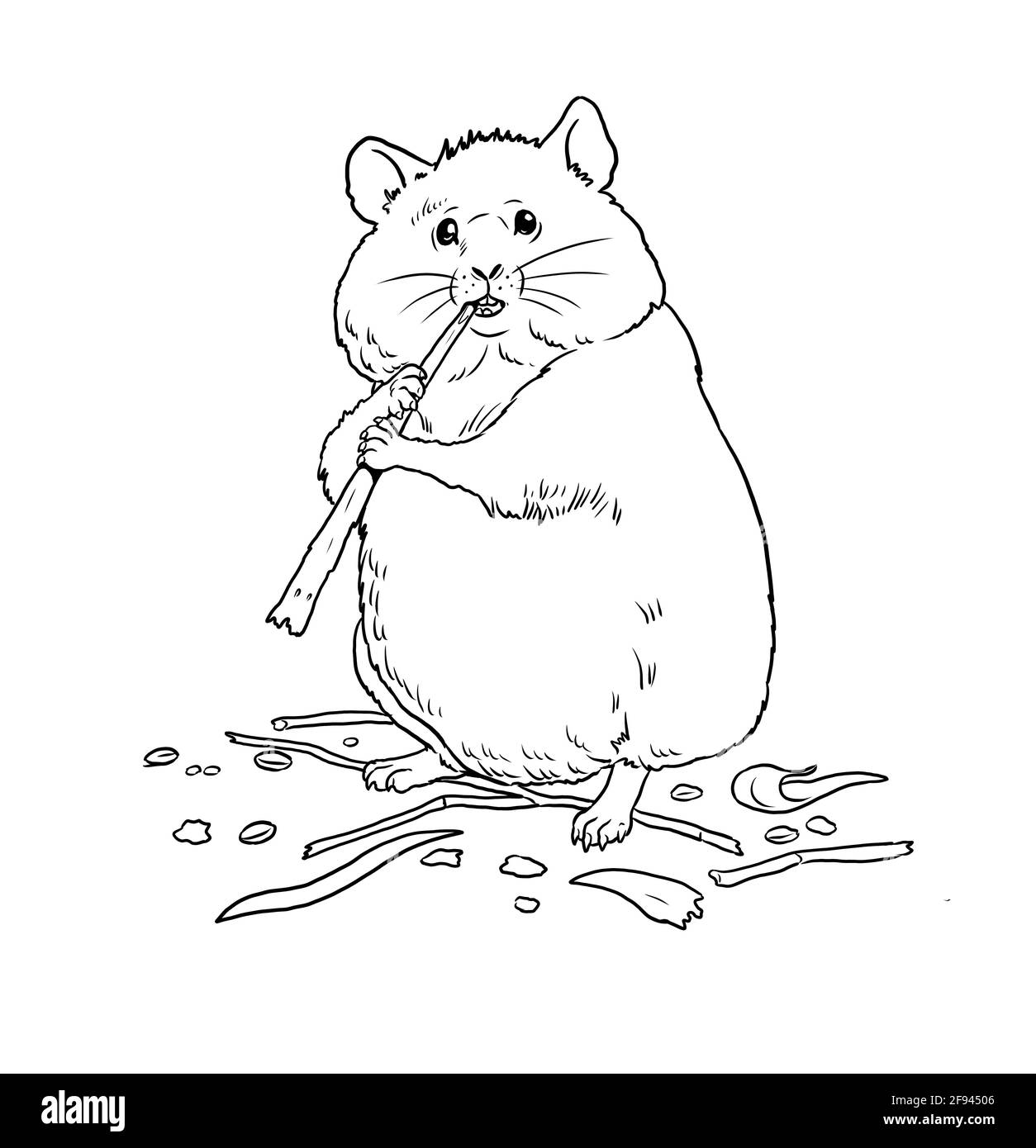 Pet hamster black and white stock photos images