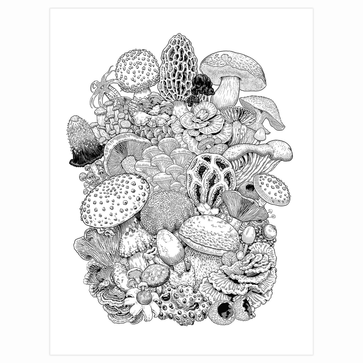 Fungi of north america coloring page download â zoe keller