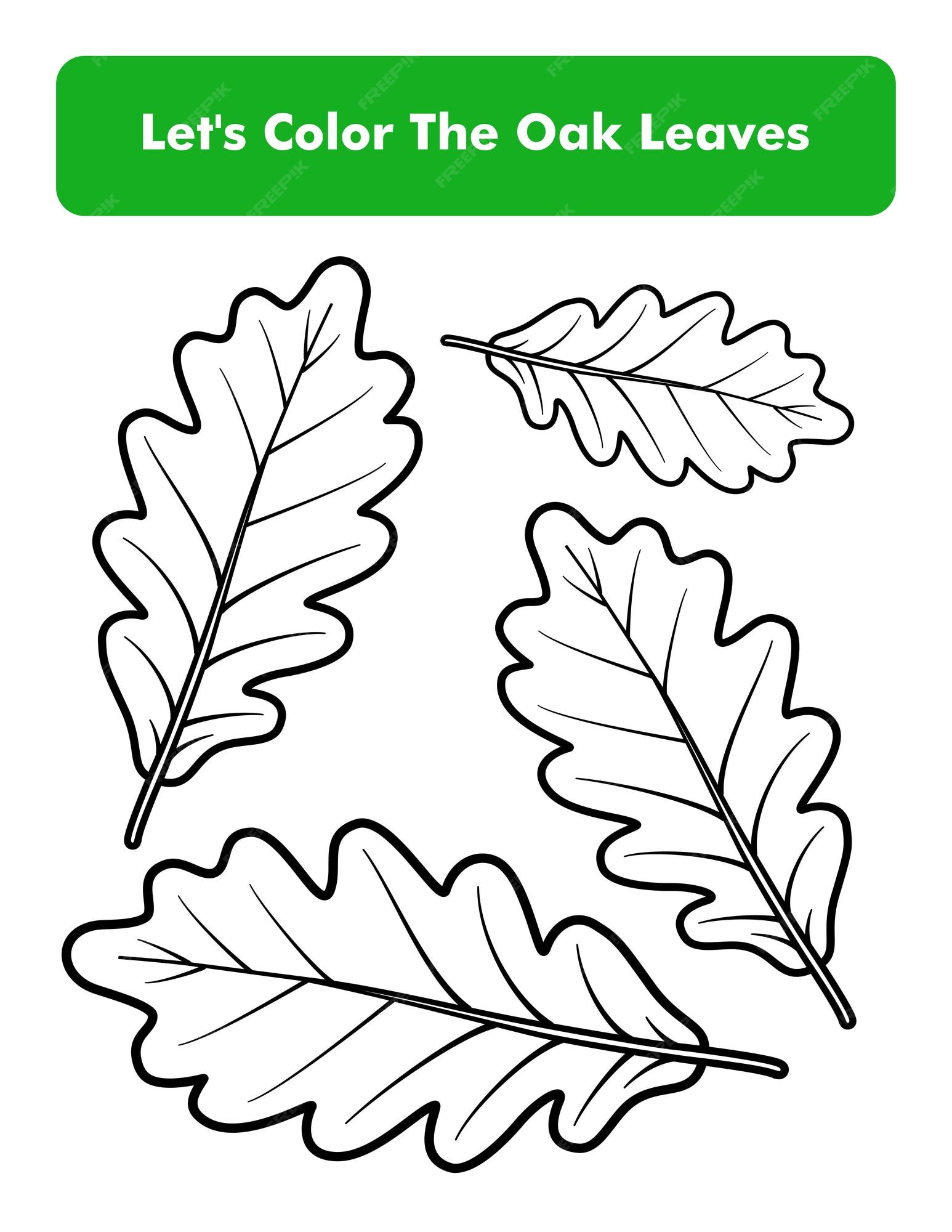 Premium vector oak leaves coloring book page in letter page size children coloring worksheet premium vector element