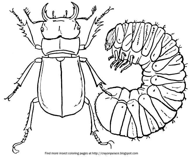 Crayon palace stag beetle and young coloring page