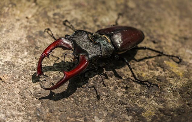 Stag beetle facts for kids