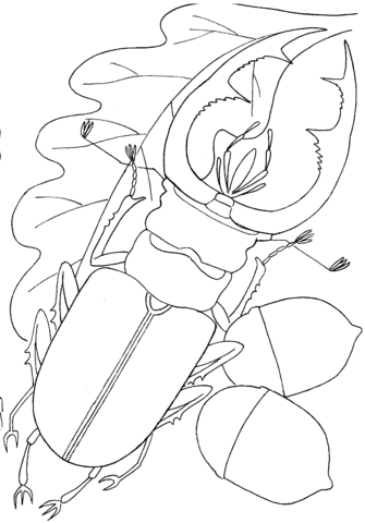 Stag beetle on an oak leaf coloring page free printable coloring pages